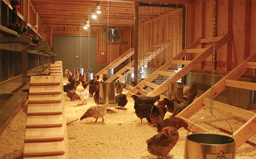 Farmstead, Restaurant Construction, Poultry House